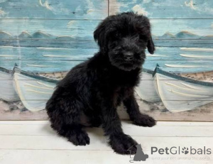 Photo №3. De gigantesques chiots Schnauzer géants. La Lettonie