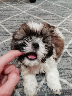 Photo №3. Chiots Shih Tzu parfaits. Estonie
