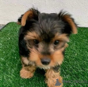 Photo №2 de l'annonce № 91402 de la vente yorkshire terrier - acheter à La croatie annonce privée