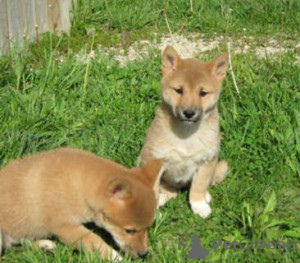 Photo №1. shiba - à vendre en ville de Vienna | Gratuit | Annonce №77599