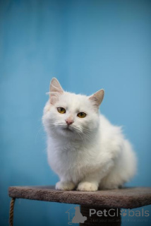 Photo №2 de l'annonce № 159452 de la vente  - acheter à Fédération de Russie annonce privée