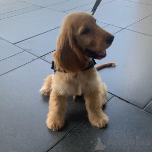 Photo №1. cocker spaniel anglais - à vendre en ville de Riga | 350€ | Annonce №83377