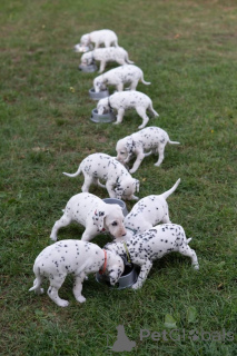 Photo №1. dalmatien - à vendre en ville de Vienne | 550€ | Annonce №157526