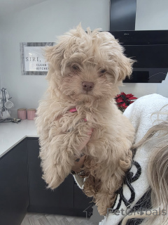 Photo №2 de l'annonce № 161000 de la vente chihuahua - acheter à Canada annonce privée