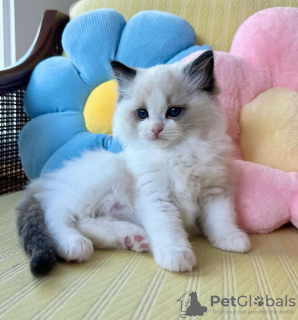 Photo №2 de l'annonce № 99301 de la vente ragdoll - acheter à USA 