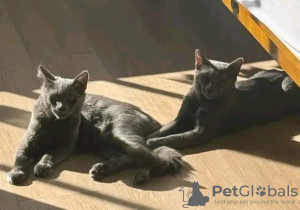 Photo №1. chartreux - à vendre en ville de Paris | négocié | Annonce № 123151