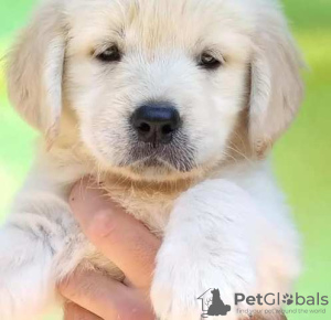 Photos supplémentaires: Chiots Golden Retriever