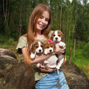 Photo №4. Je vais vendre beagle en ville de Штутгарт. annonce privée - prix - 331€