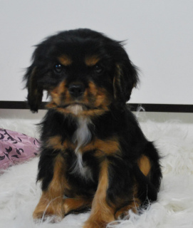 Photo №1. cavalier king charles spaniel - à vendre en ville de Ryazan | Négocié | Annonce №3933