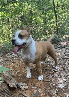 Photo №1. american mastiff - à vendre en ville de Biélorussie | 200€ | Annonce №150141