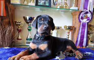 Photo №1. dobermann - à vendre en ville de Chisinau | négocié | Annonce №124375