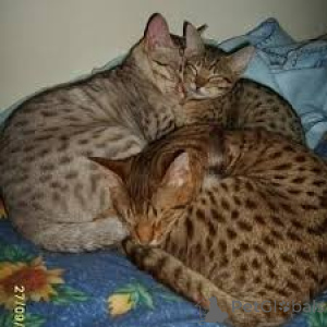 Photo №1. ocicat - à vendre en ville de Bruxelles | 500€ | Annonce № 172710