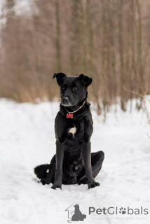 Photo №4. Je vais vendre chien bâtard en ville de Москва.  - prix - Gratuit