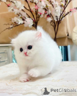 Photo №1. munchkin - à vendre en ville de Barsel | 350€ | Annonce № 172290