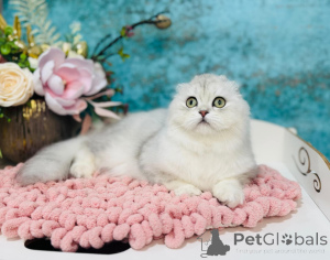 Photo №2 de l'annonce № 149534 de la vente scottish straight - acheter à Ukraine de la fourrière