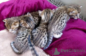 Photo №3. Chatons sous licence Savannah F1,F2,F3,F4,F5 disponibles. USA