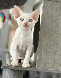 Photo №2 de l'annonce № 154207 de la vente devon rex - acheter à Allemagne 