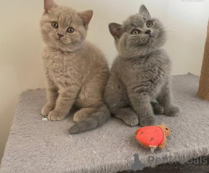 Photo №1. british shorthair - à vendre en ville de Luxembourg | 339€ | Annonce № 171192
