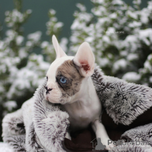 Photo №3. VIP bouledogue français chiot couleur rare merle bleu blanc noir fille et garçon. Pologne