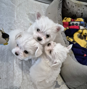 Photo №4. Je vais vendre chien bâtard en ville de Granowo. annonce privée - prix - négocié