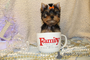 Photo №4. Je vais vendre yorkshire terrier en ville de Jérusalem. annonce privée, éleveur - prix - négocié
