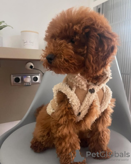 Photo №3. Jouet de caniche formé des toilettes. Portugal