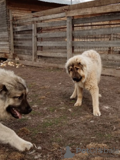 Photos supplémentaires: Chiots de berger du Caucase