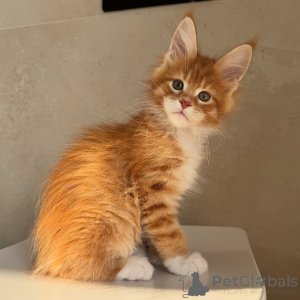 Photo №2 de l'annonce № 171098 de la vente maine coon - acheter à Suède éleveur