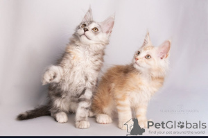 Photo №3. La chatterie Maine Coon propose des chatons d'âges différents. Kazakhstan