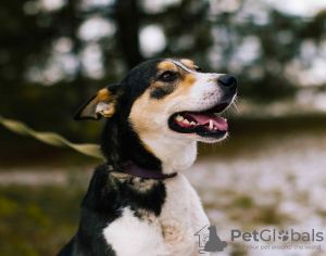 Photos supplémentaires: Le chien coloré Kelly cherche une maison !