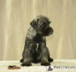 Photo №2 de l'annonce № 135268 de la vente schnauzer moyen - acheter à Serbie 