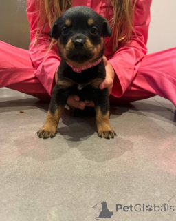 Photo №4. Je vais vendre rottweiler en ville de Vilnius. annonce privée, éleveur - prix - 1700€