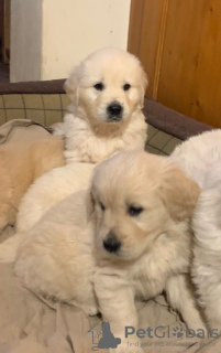 Photos supplémentaires: Chiots Golden Retriever disponibles à la vente