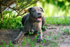 Photos supplémentaires: Filles American Staffordshire Bull Terrier