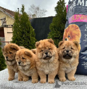 Photo №2 de l'annonce № 83141 de la vente chow-chow - acheter à Serbie éleveur