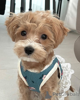 Photo №1. maltipu - à vendre en ville de Boston | 484€ | Annonce №157680