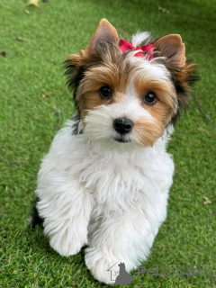 Photo №2 de l'annonce № 138836 de la vente biewer yorkshire terrier - acheter à USA éleveur