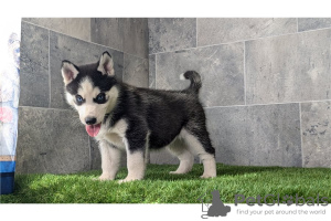 Photo №1. husky de sibérie - à vendre en ville de Magdeburg | Gratuit | Annonce №120494