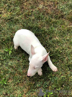 Photo №3. Chiots mini bull terrier. Fédération de Russie