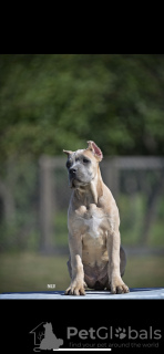 Photo №4. Je vais vendre cane corso en ville de Belgrade.  - prix - négocié