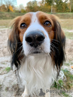 Photo №2 de l'annonce № 159197 de la vente kooikerhondje - acheter à Belgique annonce privée