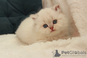 Photo №3. Chaton à vendre. Ukraine