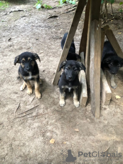 Photo №2 de l'annonce № 12107 de la vente chien bâtard - acheter à Fédération de Russie annonce privée