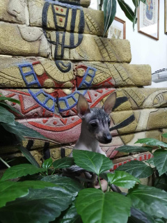 Photo №2 de l'annonce № 3960 de la vente xoloitzcuintle - acheter à Fédération de Russie de la fourrière, éleveur
