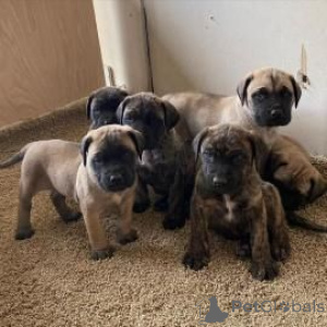 Photo №1. bullmastiff - à vendre en ville de Allensbach | 350€ | Annonce №171418