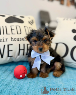 Photo №2 de l'annonce № 178085 de la vente yorkshire terrier - acheter à Allemagne annonce privée
