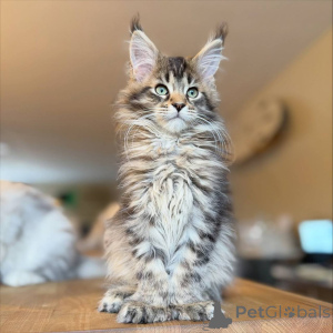 Photo №2 de l'annonce № 164780 de la vente maine coon - acheter à Allemagne annonce privée, éleveur