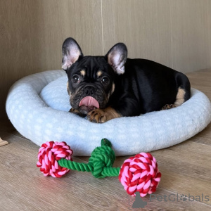 Photo №1. bouledogue - à vendre en ville de Alavus | 550€ | Annonce №169150