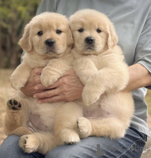 Photo №2 de l'annonce № 168817 de la vente labrador retriever - acheter à USA annonce privée