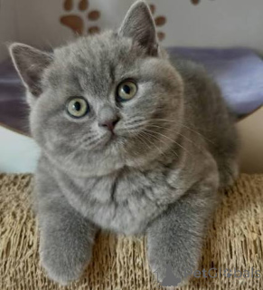 Photo №3. Nos chatons British Shorthair sont des portées de race pure.. La Grande-Bretagne